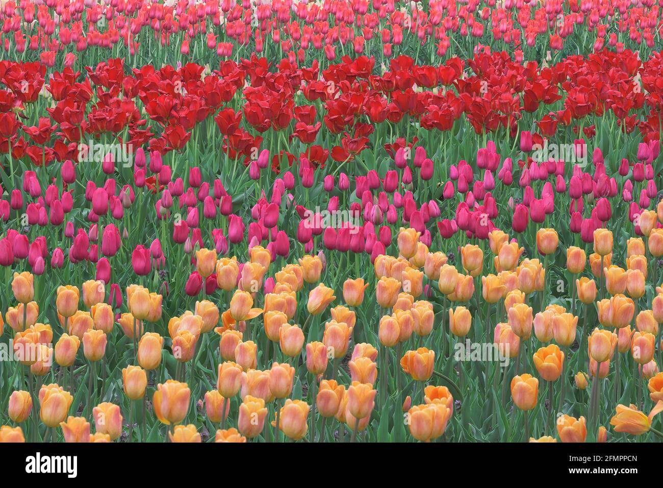 Tulip Field durante il festival del tempo dei tulipani presso i Windmill Island Gardens su Lincoln Avenue in Holland, Michigan Foto Stock