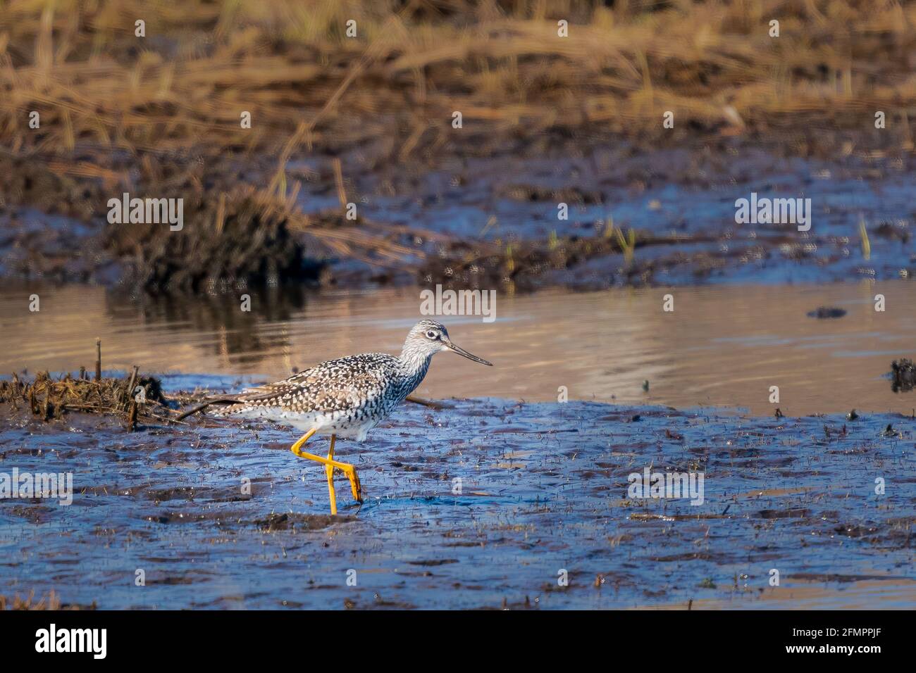 Fotografato questi grandi sandpipers giallo gamba mentre fotografava per una fiducia di terra nella mia zona nel centro di Door County Wisconsin vicino a Sturgeon Bay. Foto Stock