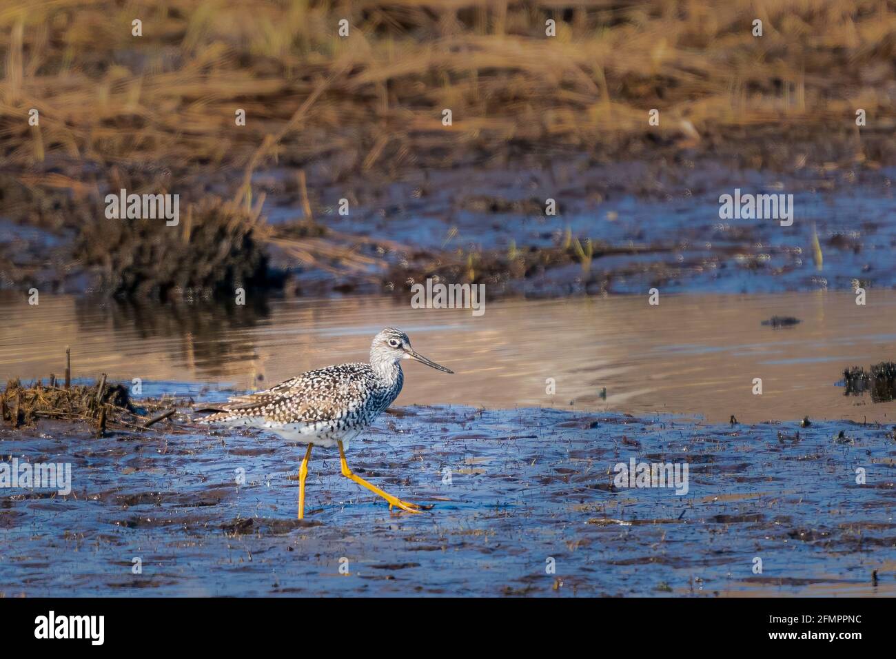 Fotografato questi grandi sandpipers giallo gamba mentre fotografava per una fiducia di terra nella mia zona nel centro di Door County Wisconsin vicino a Sturgeon Bay. Foto Stock