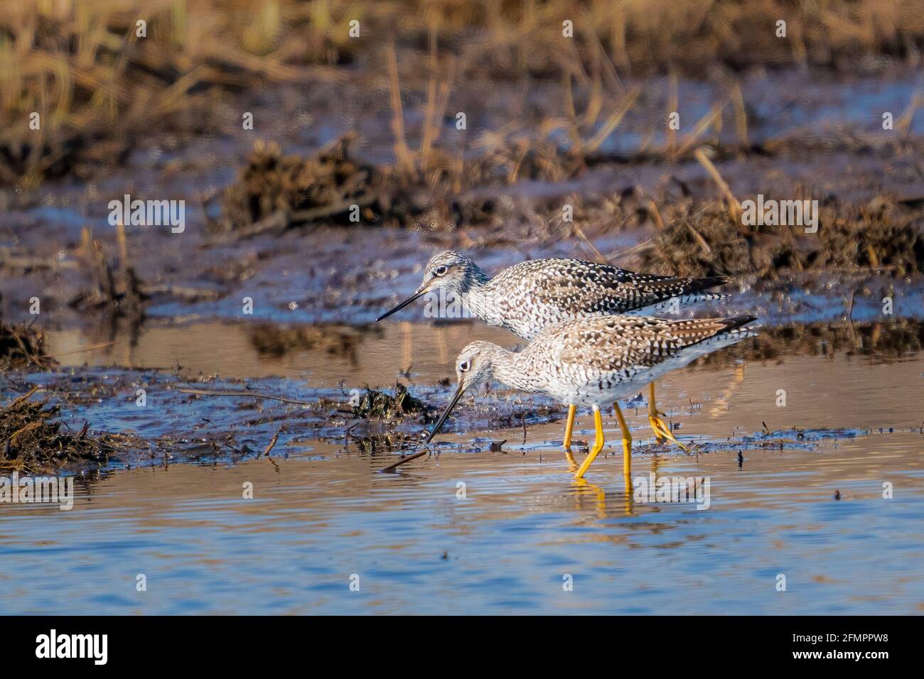 Fotografato questi grandi sandpipers giallo gamba mentre fotografava per una fiducia di terra nella mia zona nel centro di Door County Wisconsin vicino a Sturgeon Bay. Foto Stock