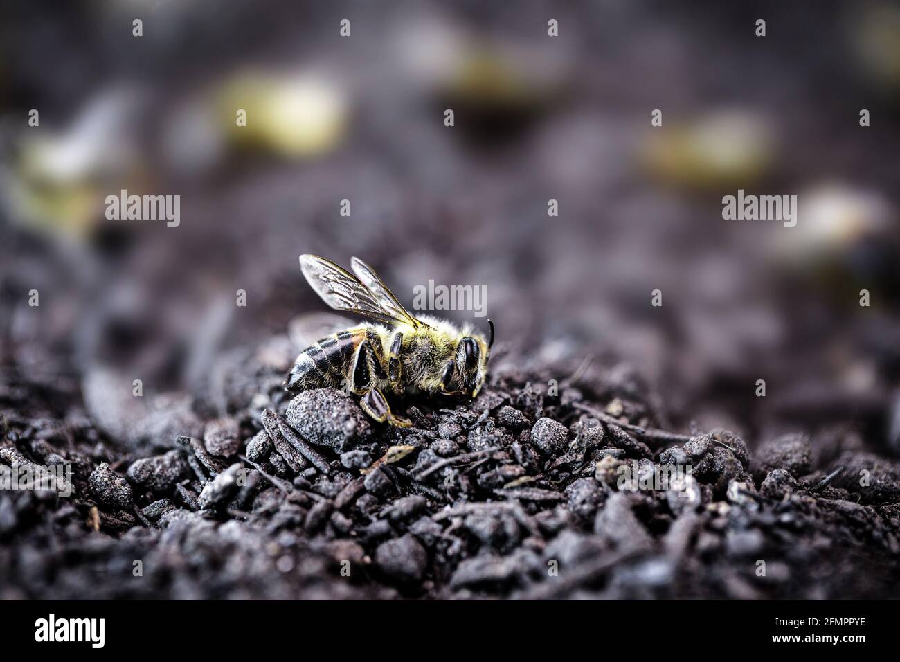 l'ape morta cadde a terra dopo l'uso di pesticidi Foto Stock
