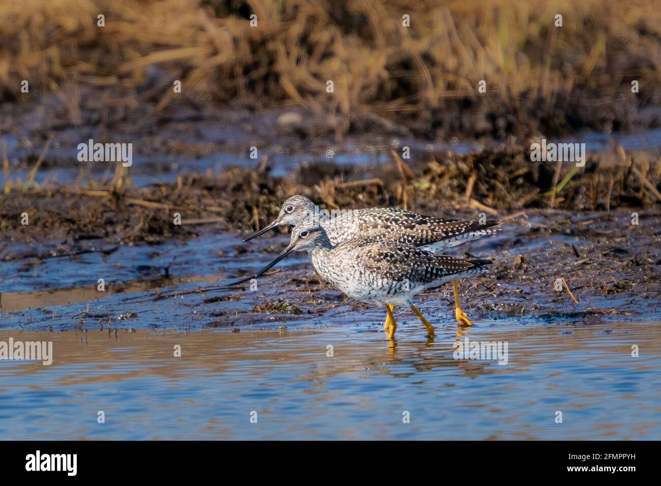 Fotografato questi grandi sandpipers giallo gamba mentre fotografava per una fiducia di terra nella mia zona nel centro di Door County Wisconsin vicino a Sturgeon Bay. Foto Stock