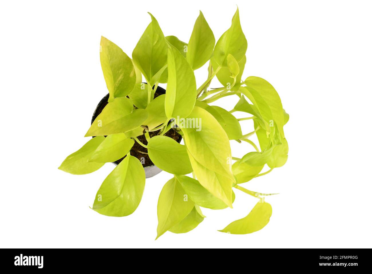 Pianta domestica verde neon 'Epipremnum Aureum Neon' in vaso di fiori isolato su sfondo bianco Foto Stock