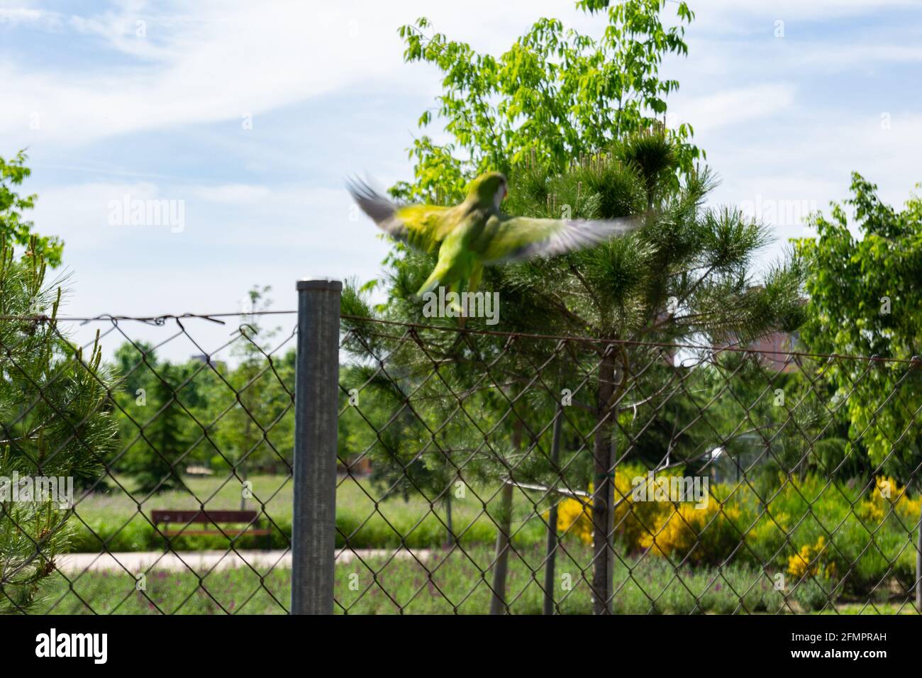 Pappagallo verde o 'miopsitta monachus' in un parco a Madrid, Spagna. Fotografia orizzontale. Foto Stock