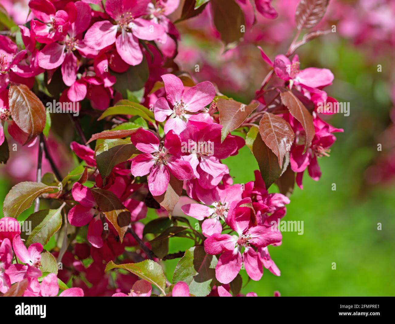Fioriti melo in primavera Foto Stock