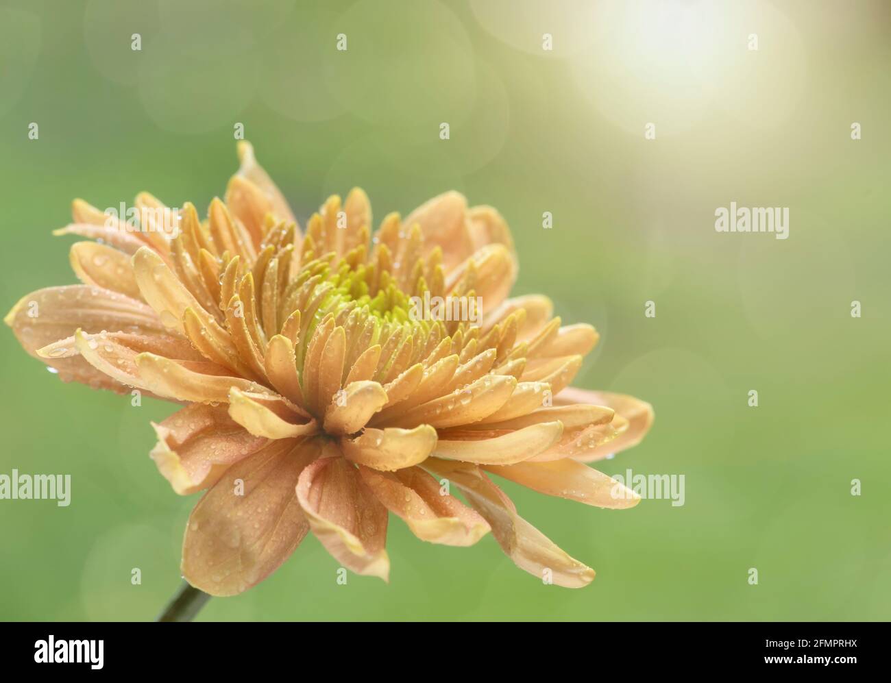 Fiore di Chrysanthemum in fiore con gocce d'acqua e un bagliore di sole Foto Stock