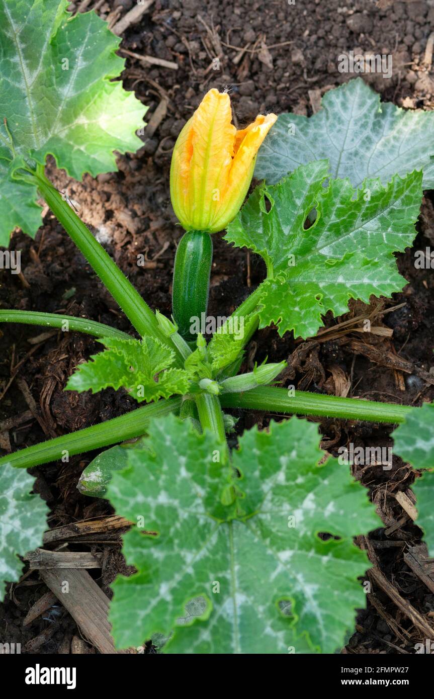 Italia, Lombardia, Fiori di Zucchini, Fiori di Courgette, Fiore di zucca che cresce in campo Foto Stock