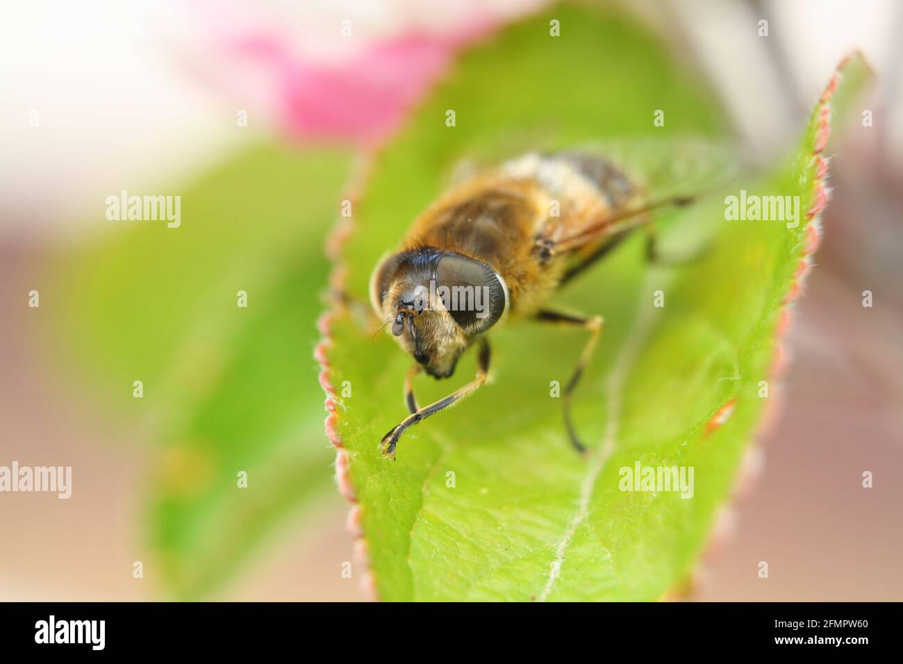 Macro primo piano del volto di una comune mosca drone (eristalis tenax), un tipo di mosca hover che imita un'ape di miele. Sono impollinatori importanti. Foto Stock