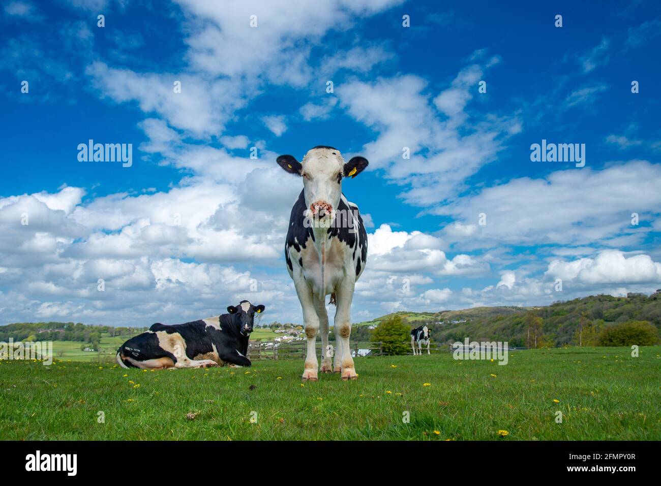 Allithwaite, Grange-over-Sands, Cumbria, Regno Unito. 11 Maggio 2021. Giovenche da latte che pascolano su Humphrey Head, Alithwaite, Grange-over-Sands, Cumbria in un bel giorno prima che la pioggia batta. Folklore ha che Humphrey Head è il luogo tradizionale per l'uccisione dell'ultimo lupo in Inghilterra, in circa 1390. Credit: John Eveson/Alamy Live News Foto Stock