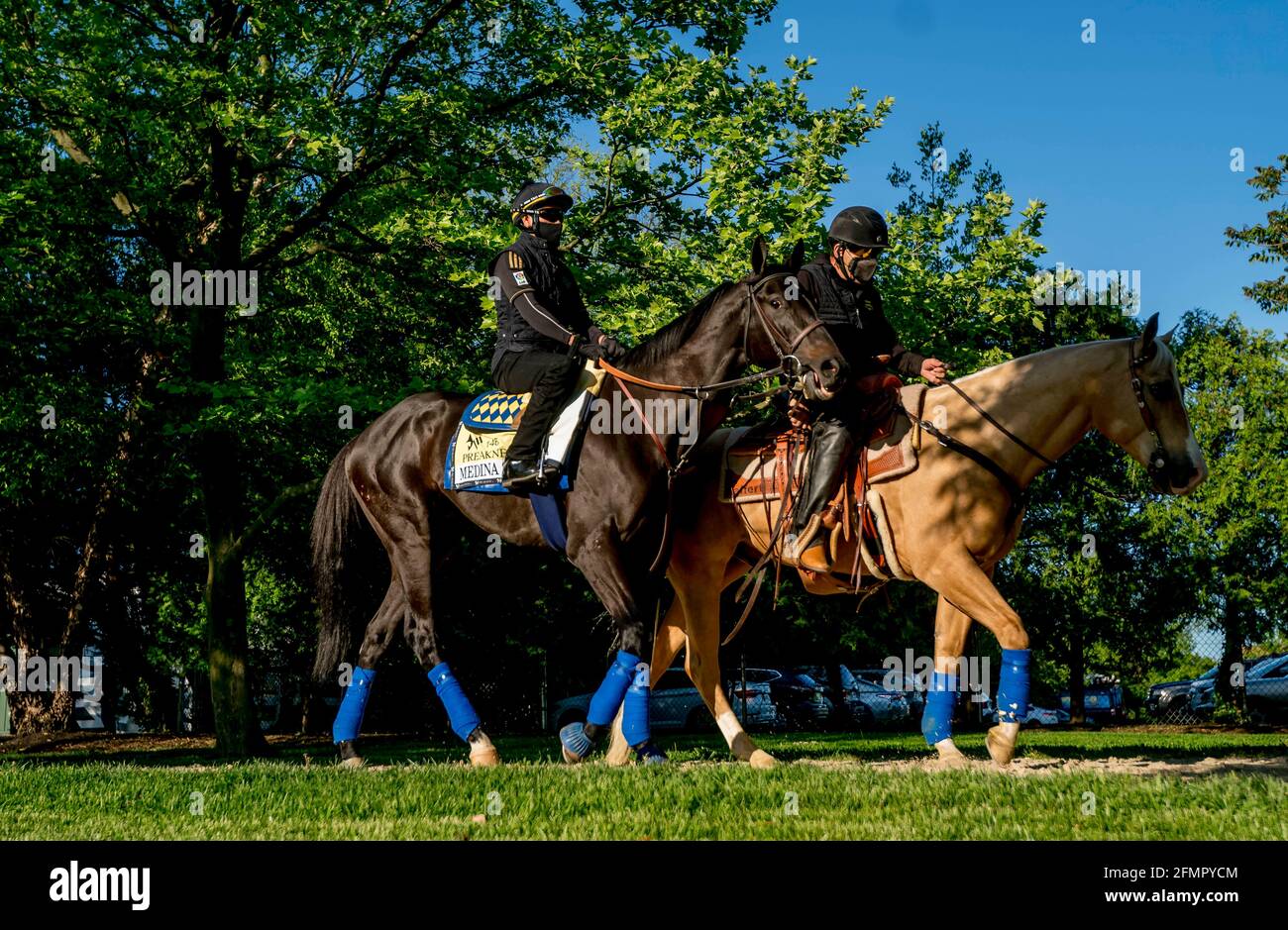 Baltimora, Maryland, Stati Uniti. 11 Maggio 2021. 11 maggio 2021 : il vincitore del Kentucky Derby Medina Spirit si dirige in pista al Pimlico Race Course di Baltimora, Maryland. Il Bob Baffert tirocinante è ricamato è polemica su un risultato di laboratorio positivo riportato per un farmaco non consentito nello Stato del Kentucky, mettendo in discussione i risultati della 147th Run per le rose. Scott Serio//Eclipse Sportswire/CSM/Alamy Live News Foto Stock
