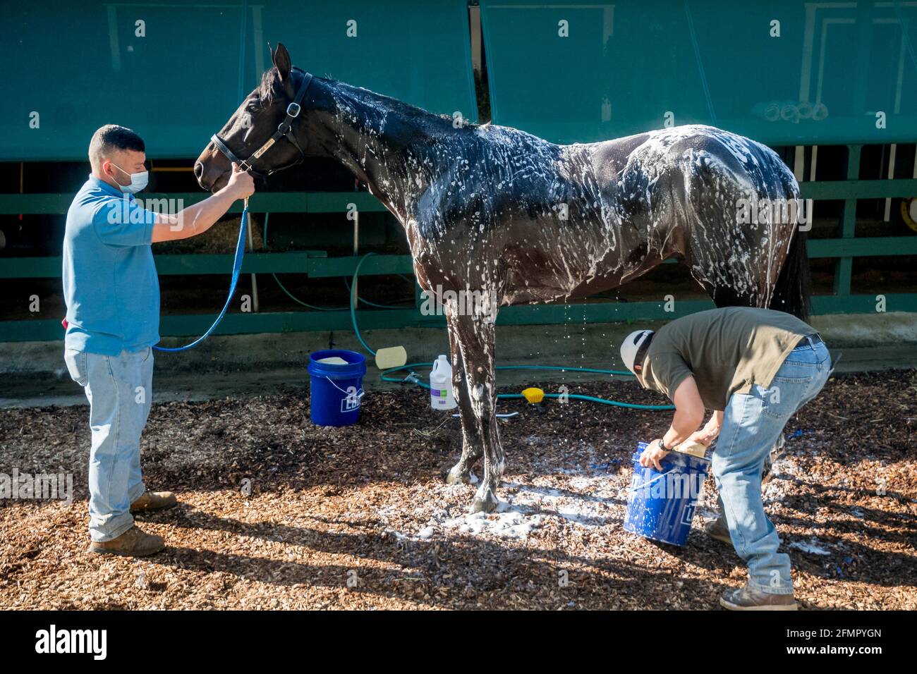 Baltimora, Maryland, Stati Uniti. 11 Maggio 2021. 11 maggio 2021 : il vincitore del Kentucky Derby Medina Spirit fa un bagno all'ippodromo di Pimlico a Baltimora, Maryland. Il Bob Baffert tirocinante è ricamato è polemica su un risultato di laboratorio positivo riportato per un farmaco non consentito nello Stato del Kentucky, mettendo in discussione i risultati della 147th Run per le rose. Scott Serio//Eclipse Sportswire/CSM/Alamy Live News Foto Stock
