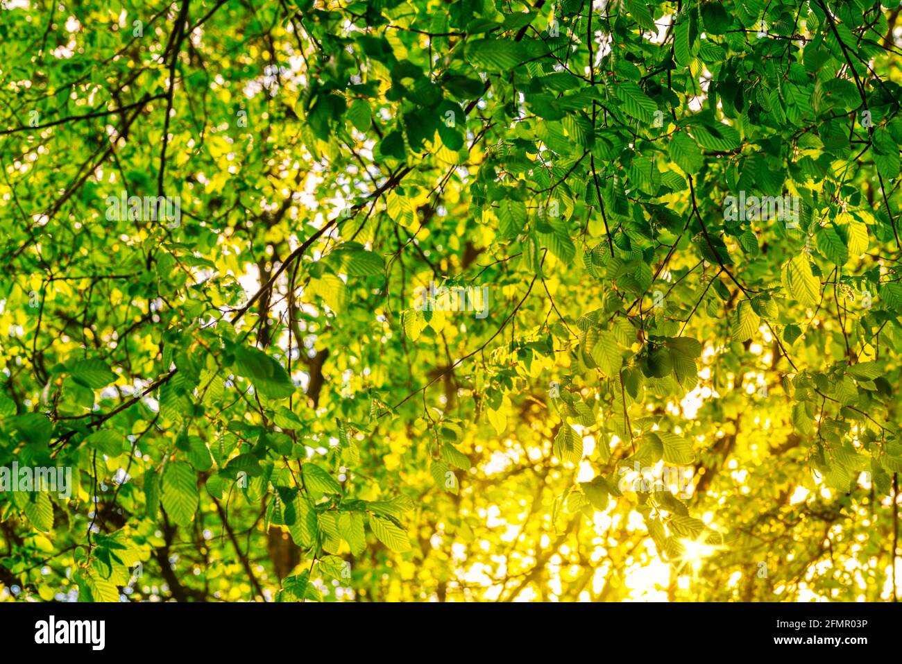 raggi dorati di luce solare che brillano attraverso foglie verdi fresche e lussureggianti su albero Foto Stock