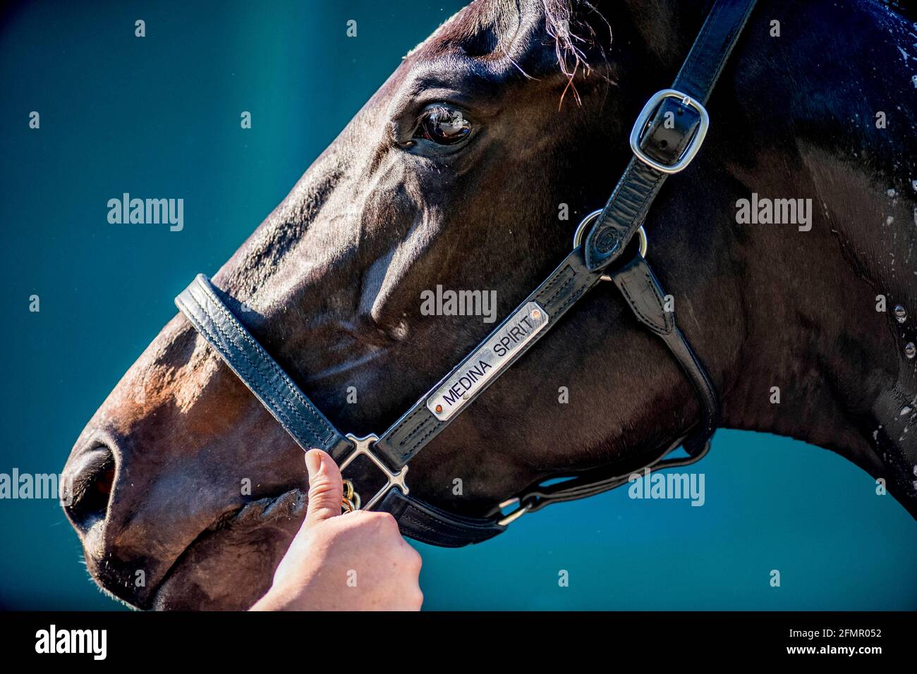 Baltimora, Maryland, Stati Uniti. 27 Marzo 2017. 11 maggio 2021 : il vincitore del Kentucky Derby Medina Spirit fa un bagno all'ippodromo di Pimlico a Baltimora, Maryland. Il Bob Baffert tirocinante è ricamato è polemica su un risultato di laboratorio positivo riportato per un farmaco non consentito nello Stato del Kentucky, mettendo in discussione i risultati della 147th Run per le rose. Scott Serio//Eclipse Sportswire/CSM/Alamy Live News Foto Stock