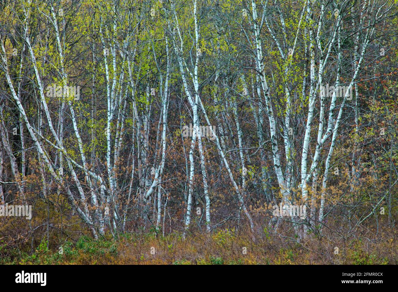 Il Gray Birch è una specie di alberi pionieri di breve durata che si trova sul bordo della foresta e aree aperte che si suscedono indietro alla foresta. Foto Stock
