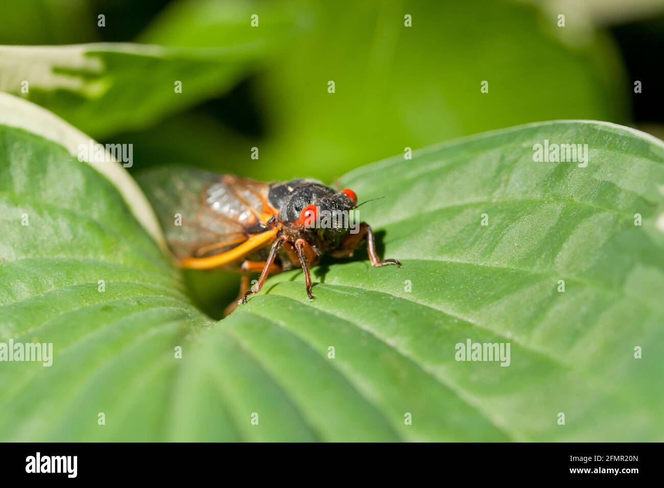 Cicada di cricada di cricada di cricada di cricada di cricada di cricada 2021 Foto Stock