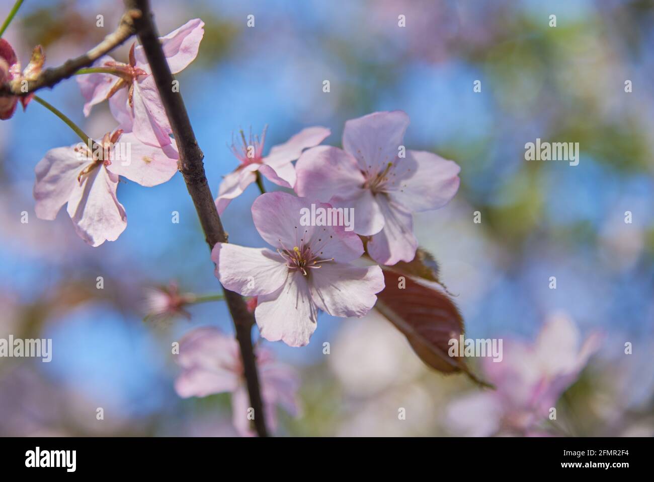 Delicati fiori di ciliegio rosa su sfondo sfocato. Spazio di copia per testo, disegno. Foto Stock
