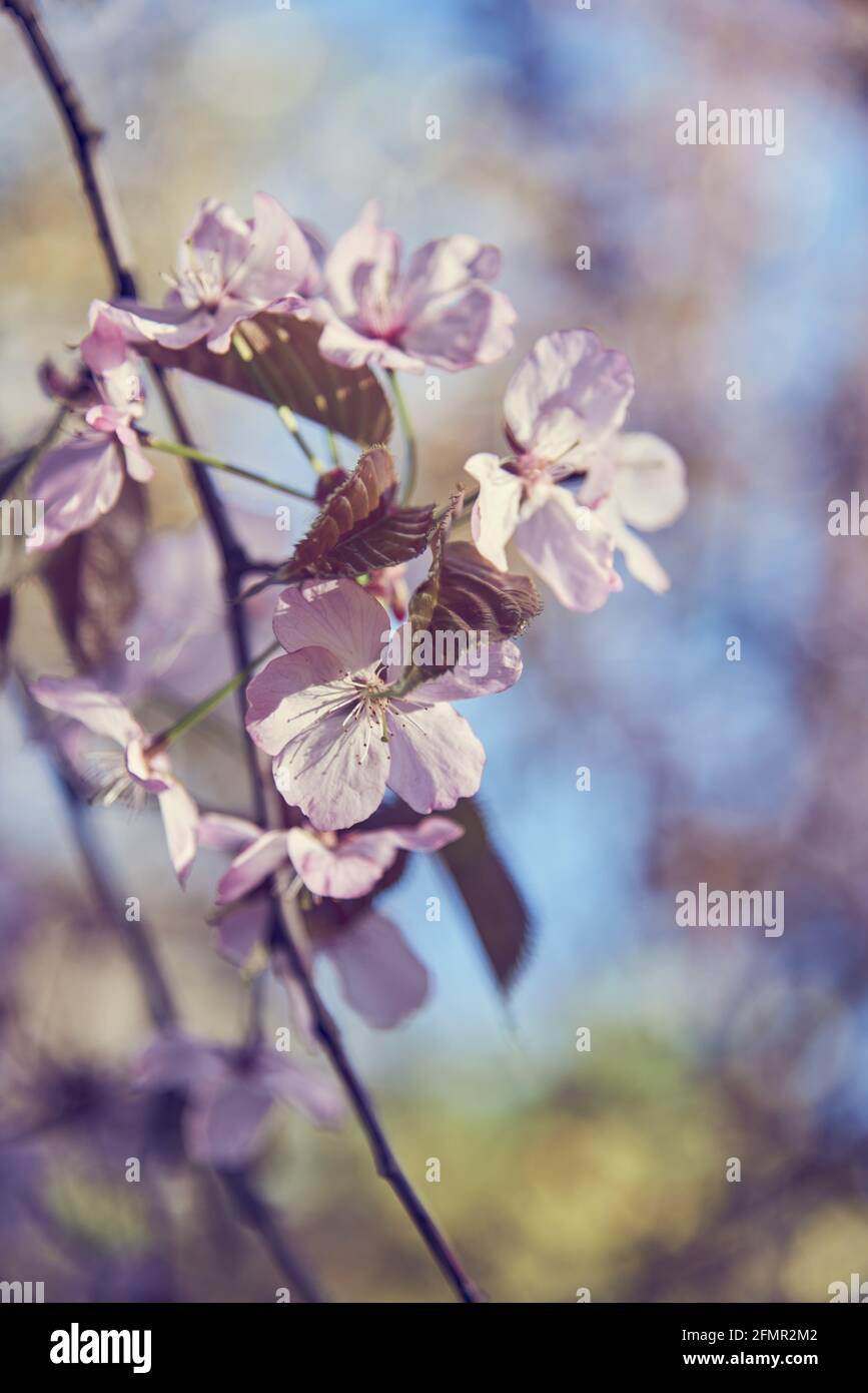 Delicati fiori di ciliegio rosa su sfondo sfocato. Spazio di copia per testo, disegno. Foto Stock