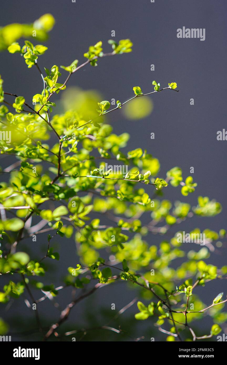 Foglie fresche in un cespuglio decorativo in contorno luce dentro primavera Foto Stock