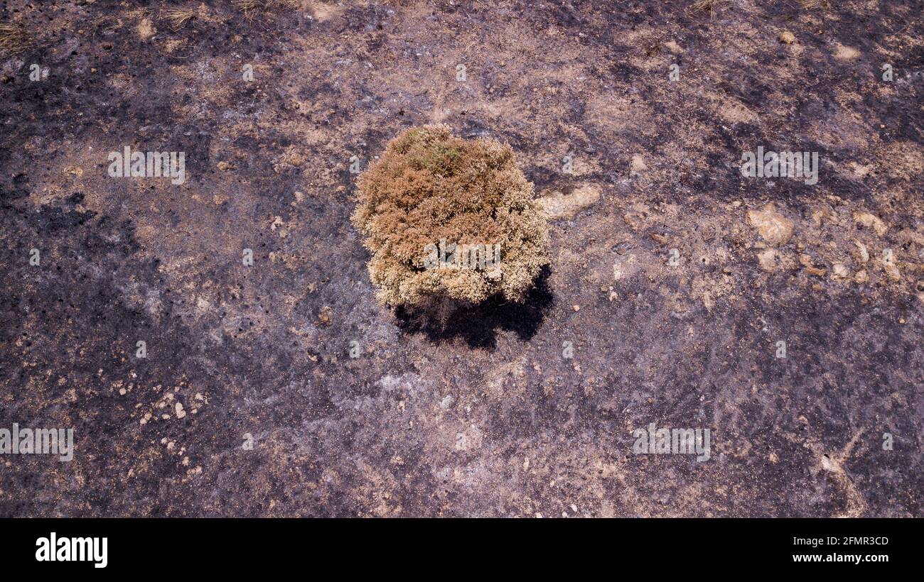 Vista del drone su un albero verde su una terra post-foresta bruciata dal fuoco. Foto Stock