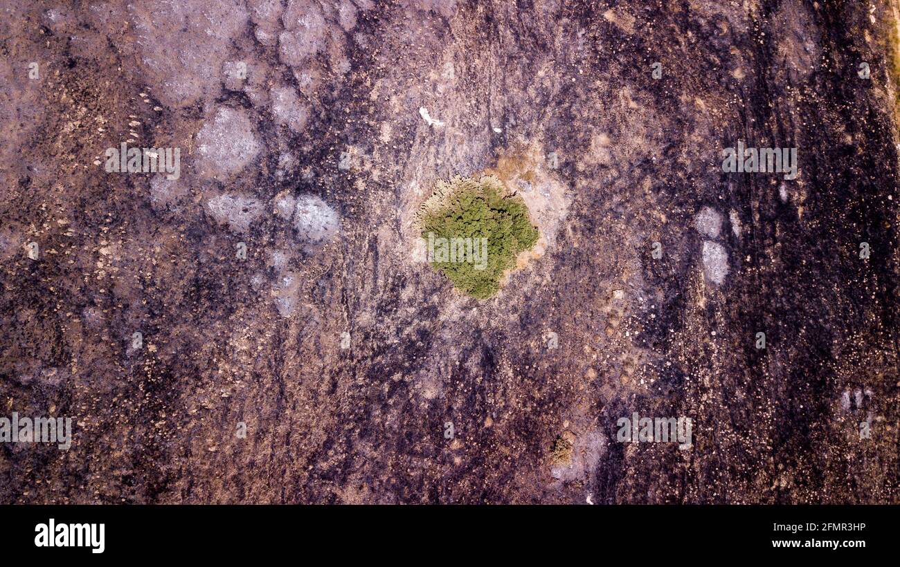 Vista del drone su un albero verde su una terra post-foresta bruciata dal fuoco. Foto Stock