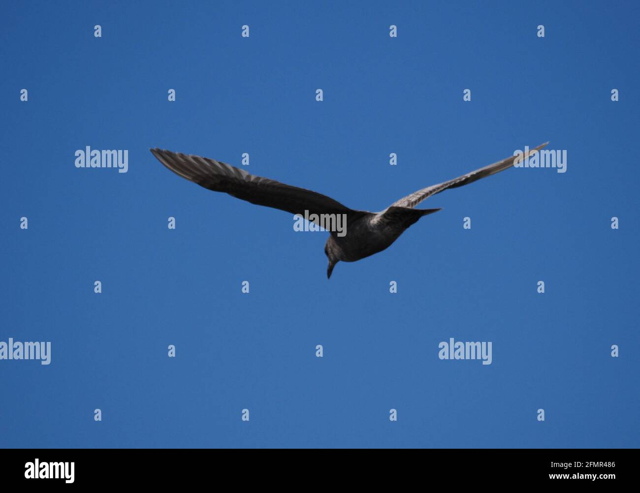 Gallo alato gabbiano sul Mar Salish Foto Stock