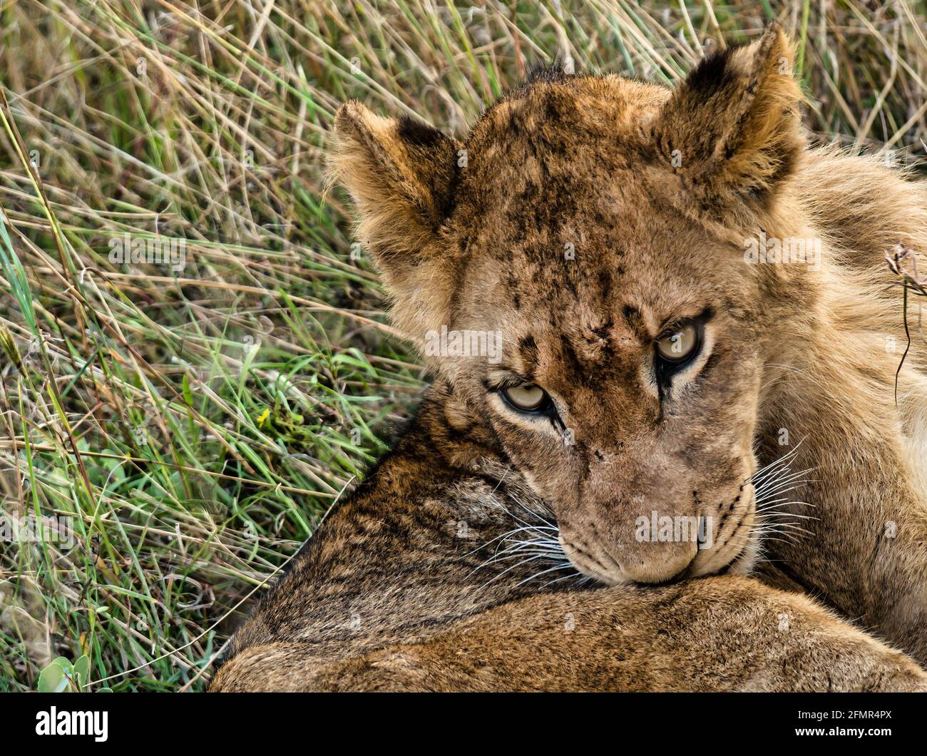 Primo piano di leone giovane, Panthera leo, riserva di caccia, Greater Kruger National Park, Sudafrica Foto Stock