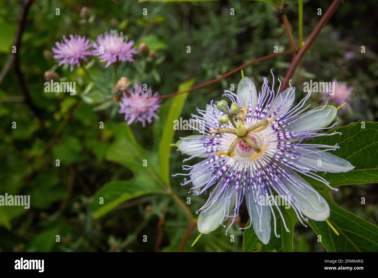 macro immagine di un fiore selvatico della passione nel paesaggio formato Foto Stock