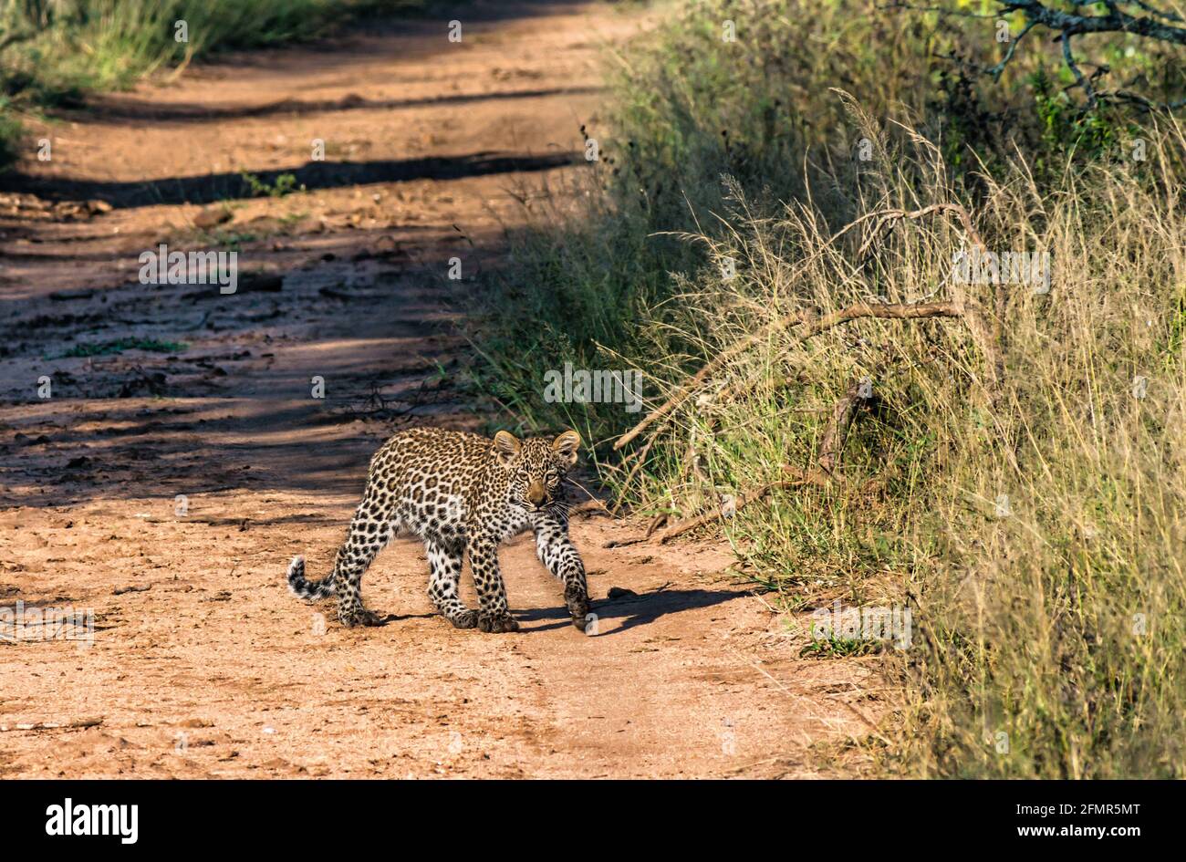 Cucciolo leopardo (Panthera pardus) che cammina sulla pista sterrata, Greater Kruger National Park, Sudafrica Foto Stock
