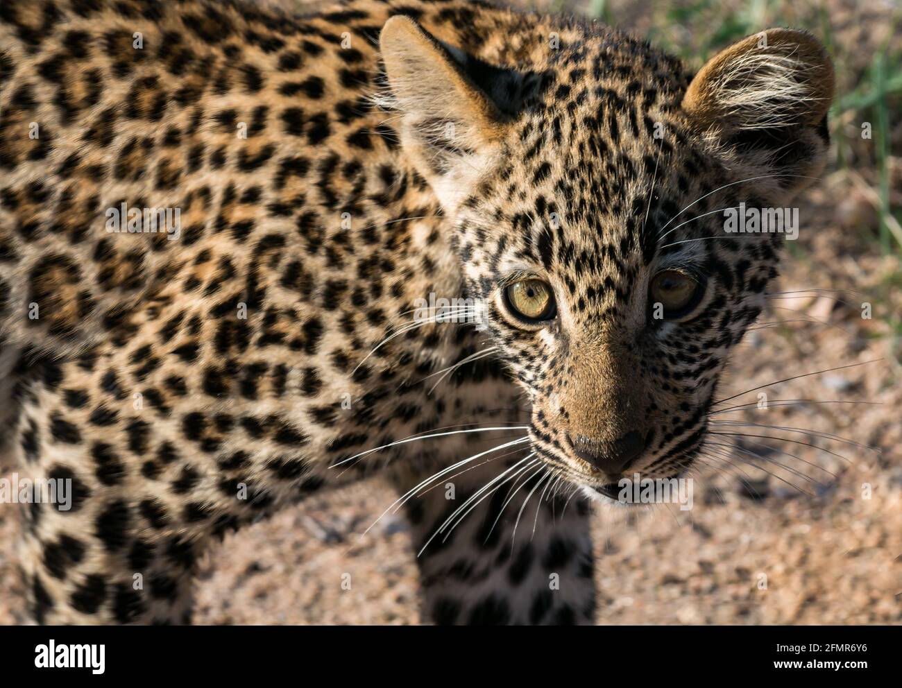 Primo piano del cucciolo leopardo (Panthera pardus) sulla pista sterrata, Greater Kruger National Park, Sudafrica Foto Stock
