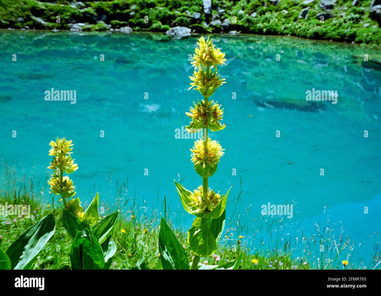 GENTIANE jaune en montagne Savoie Foto Stock