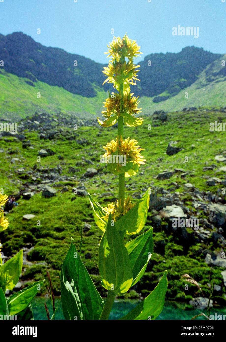 GENTIANE jaune en montagne Savoie Foto Stock