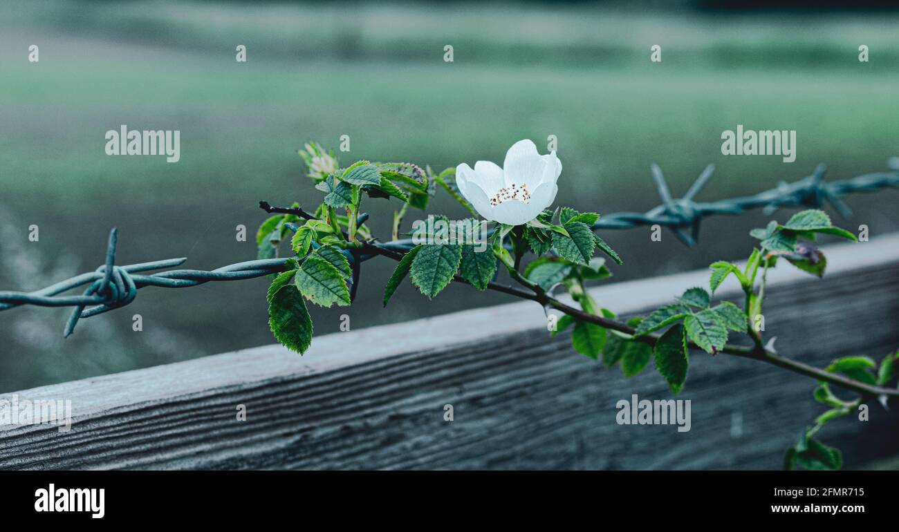 Fiore bianco avvolto intorno filo spinato nel Nord Yorkshire, Inghilterra Foto Stock