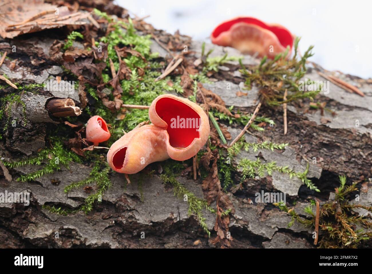 Sarcoscopypha austriaca, conosciuta come la coppa di elfetto scarlatto, fungo selvatico dalla Finlandia Foto Stock