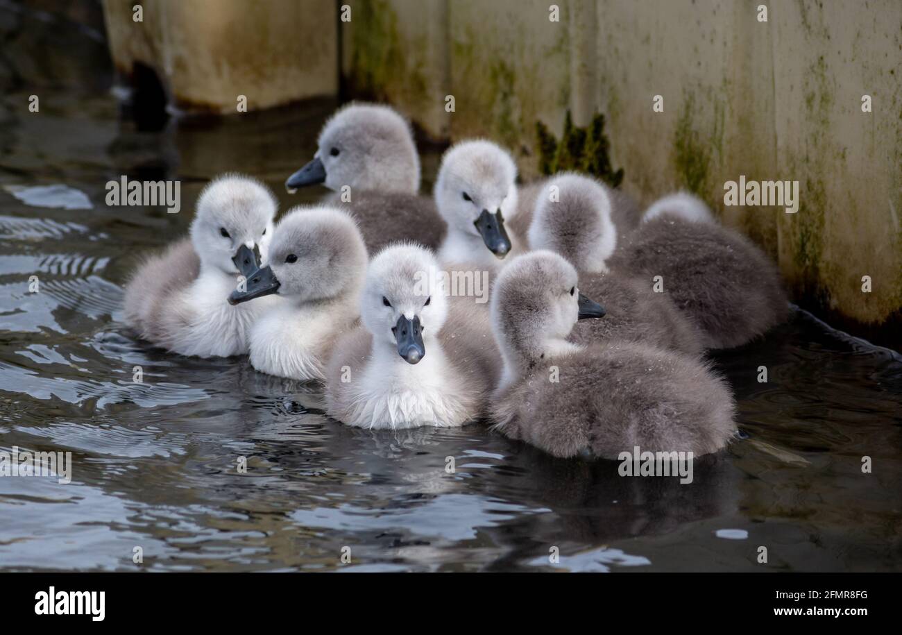 Un giorno Mute Swan Cygnets in un mazzo Foto Stock
