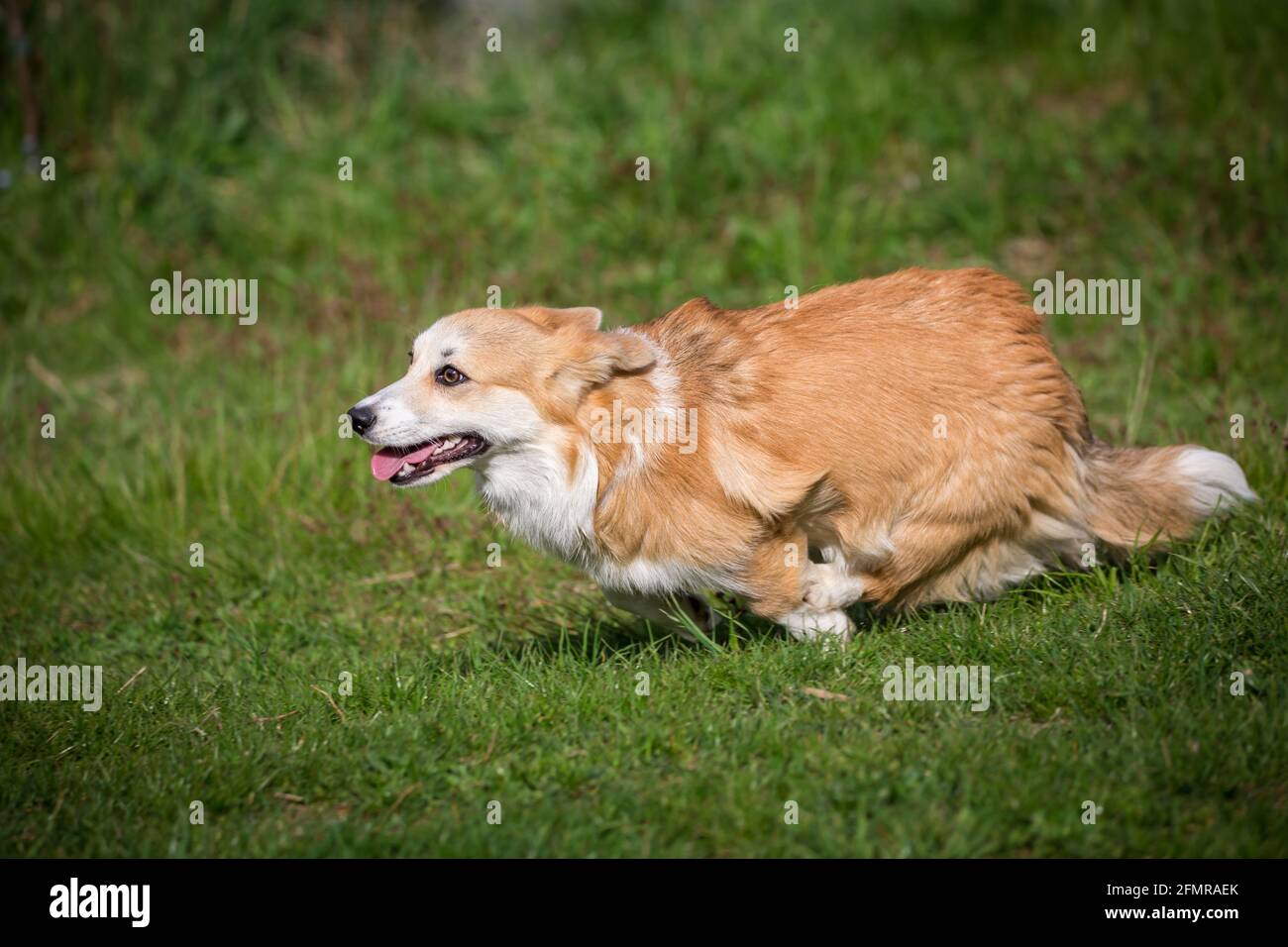 Gallese Corgi Pembroke in esecuzione veloce Foto Stock