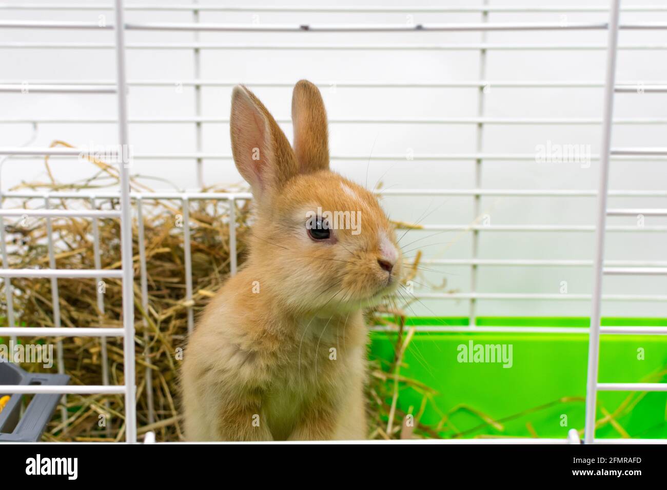 Un simpatico coniglio di zenzero guarda fuori dalla gabbia. Un bel cucciolo. Animale soffice, pelliccia. Casa, gioia. Primo piano. Foto Stock