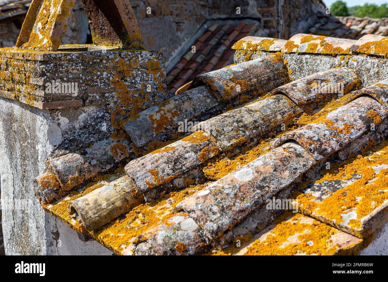 Tegole coperte di lichen Foto Stock