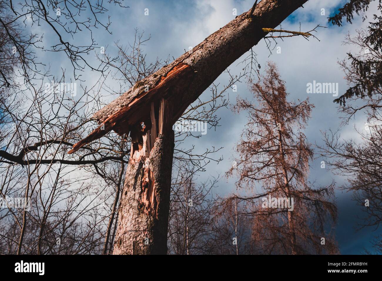 vista dal basso di un albero di pino rotto Foto Stock