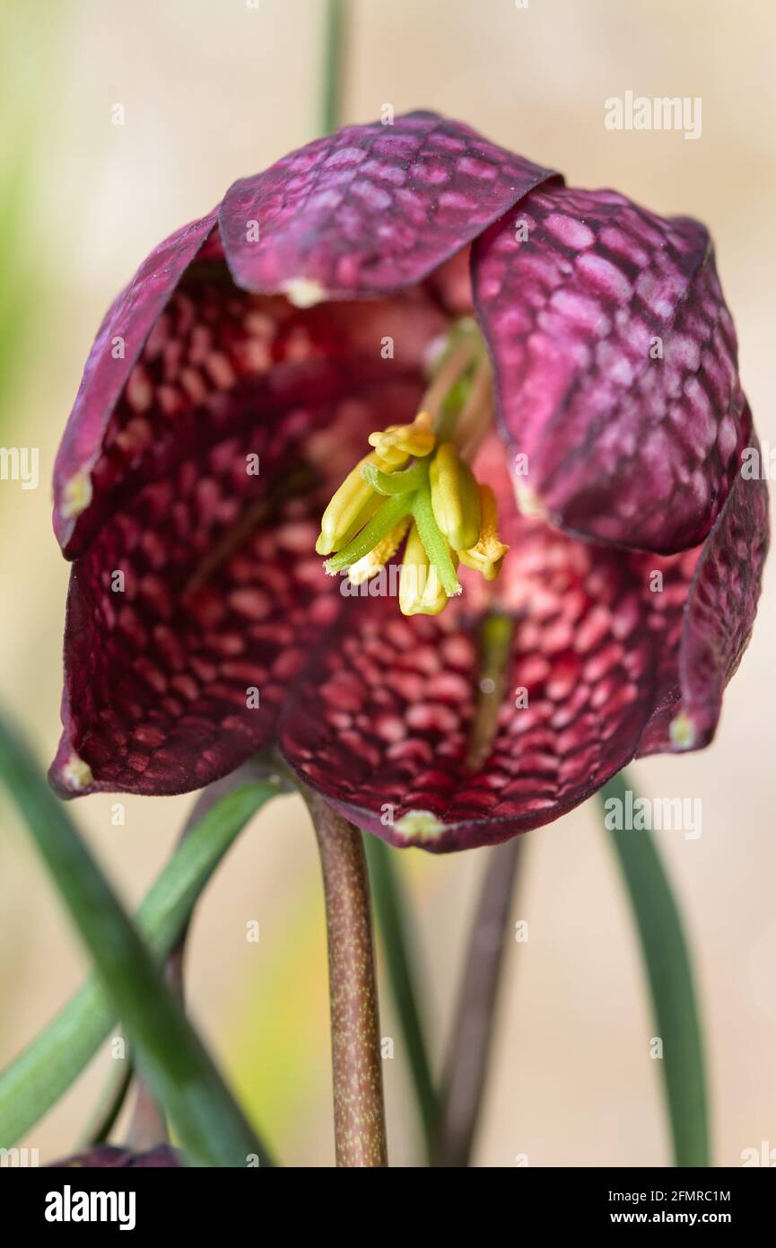 Macro dettaglio dello stigma e degli stami dell'interno Di un fiore Fritillario testa di serpente viola, Fritillaria meleagris Foto Stock