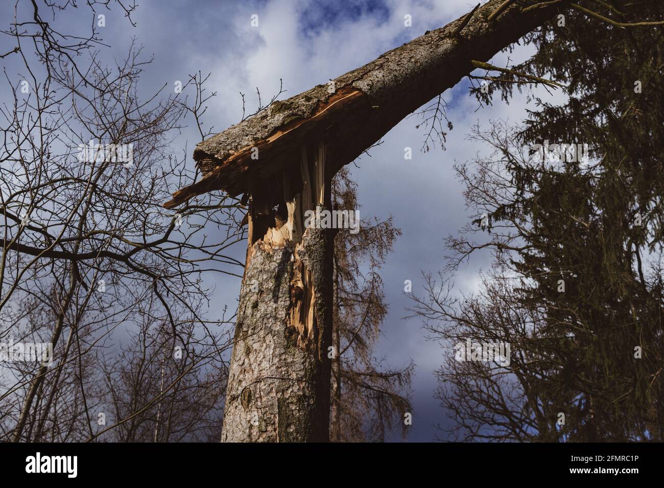 vista dal basso di un albero di pino rotto Foto Stock