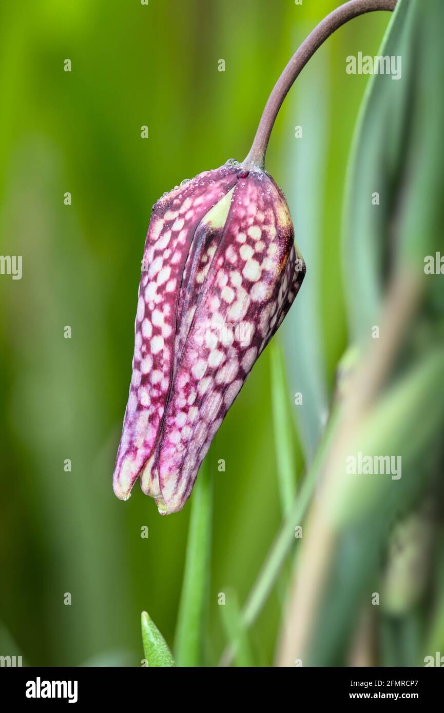 Dettaglio Macro Chioseup di UN Bud of A Purple Snakeshead Fritillary Flower, Fritillaria meleagris, che mostra la somiglianza con UNA testa dei serpenti Foto Stock