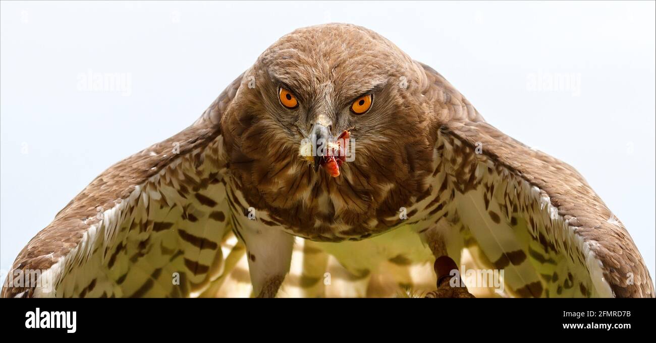 Eastern Imperial Eagle primo piano frontale, con un pezzo di esche in vetta Foto Stock