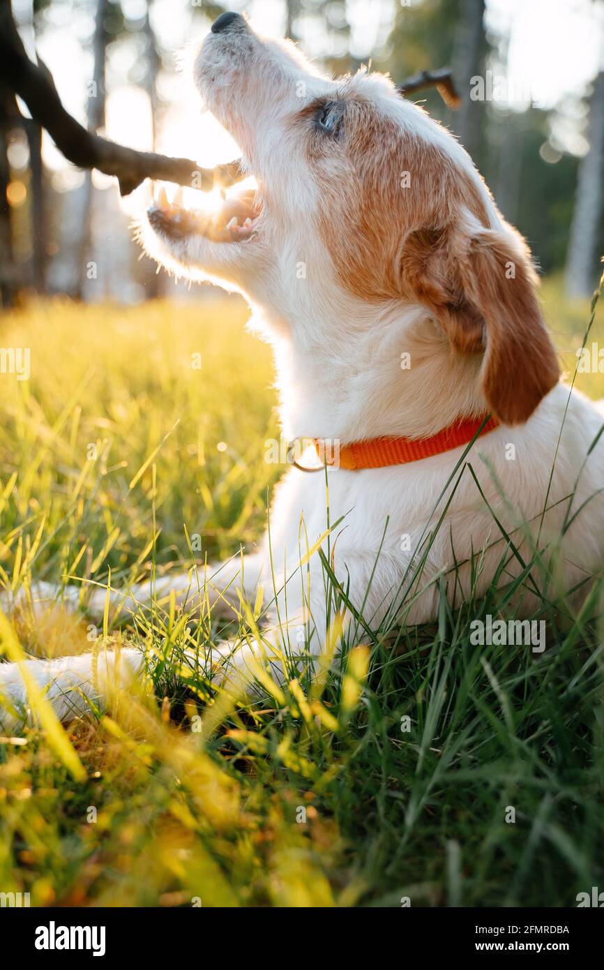 Il cane prende un bastone che giace sull'erba. Foto Stock