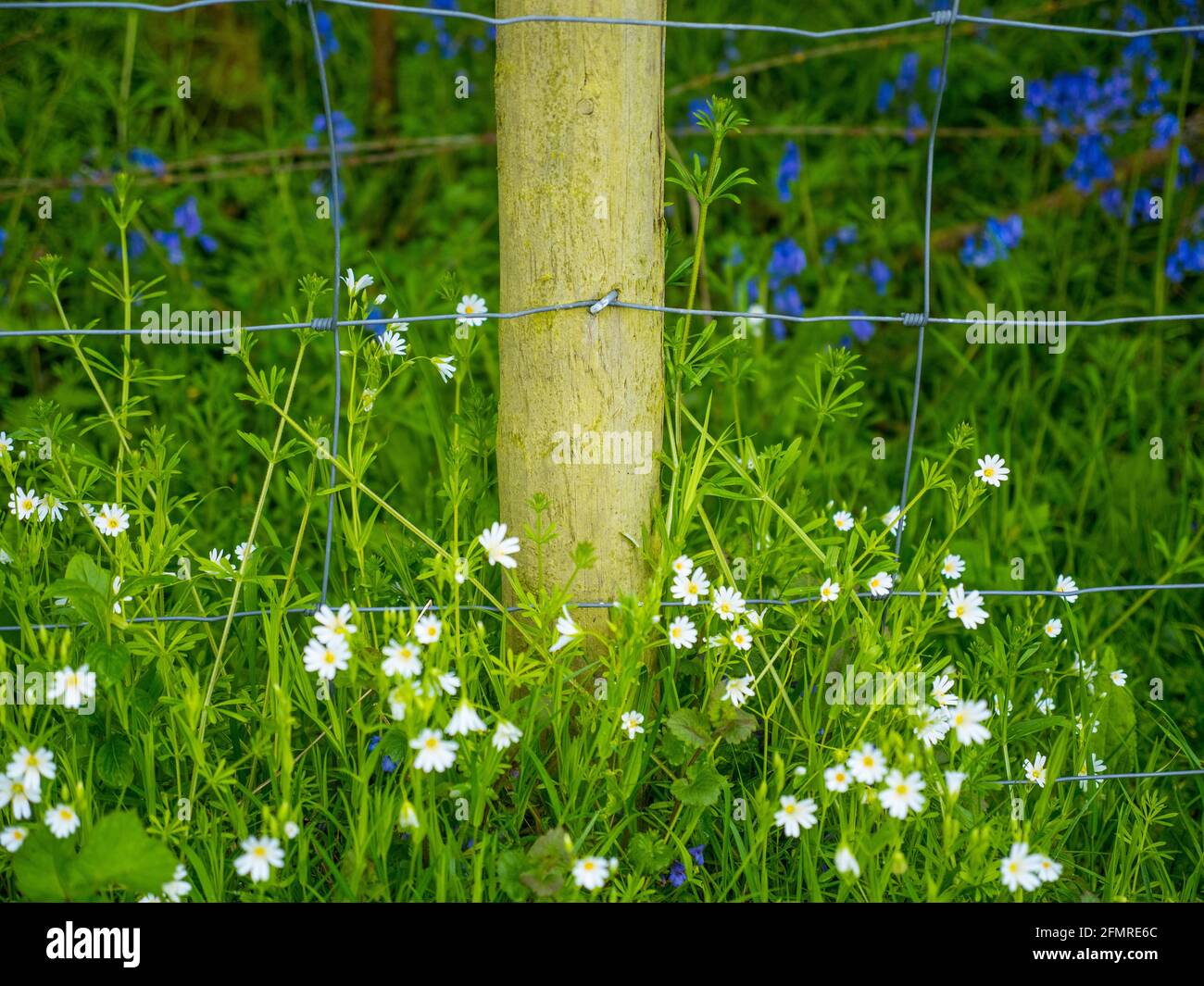 Recinzione con Daisies e Bluebells, Mapledurham, Oxfordshire, Inghilterra, Regno Unito, GB. Foto Stock