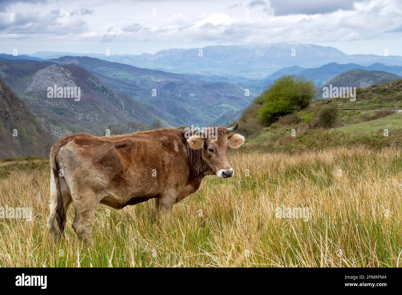 Mucca su un pascolo su un'erba verde, nelle Asturie, Spagna. Foto Stock