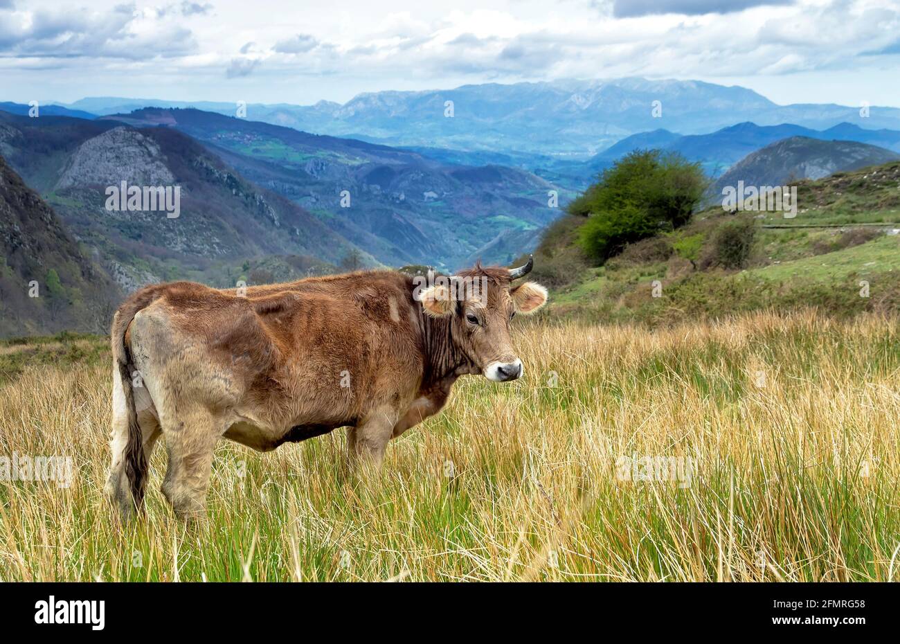 Mucca su un pascolo su un'erba verde, nelle Asturie, Spagna. Foto Stock
