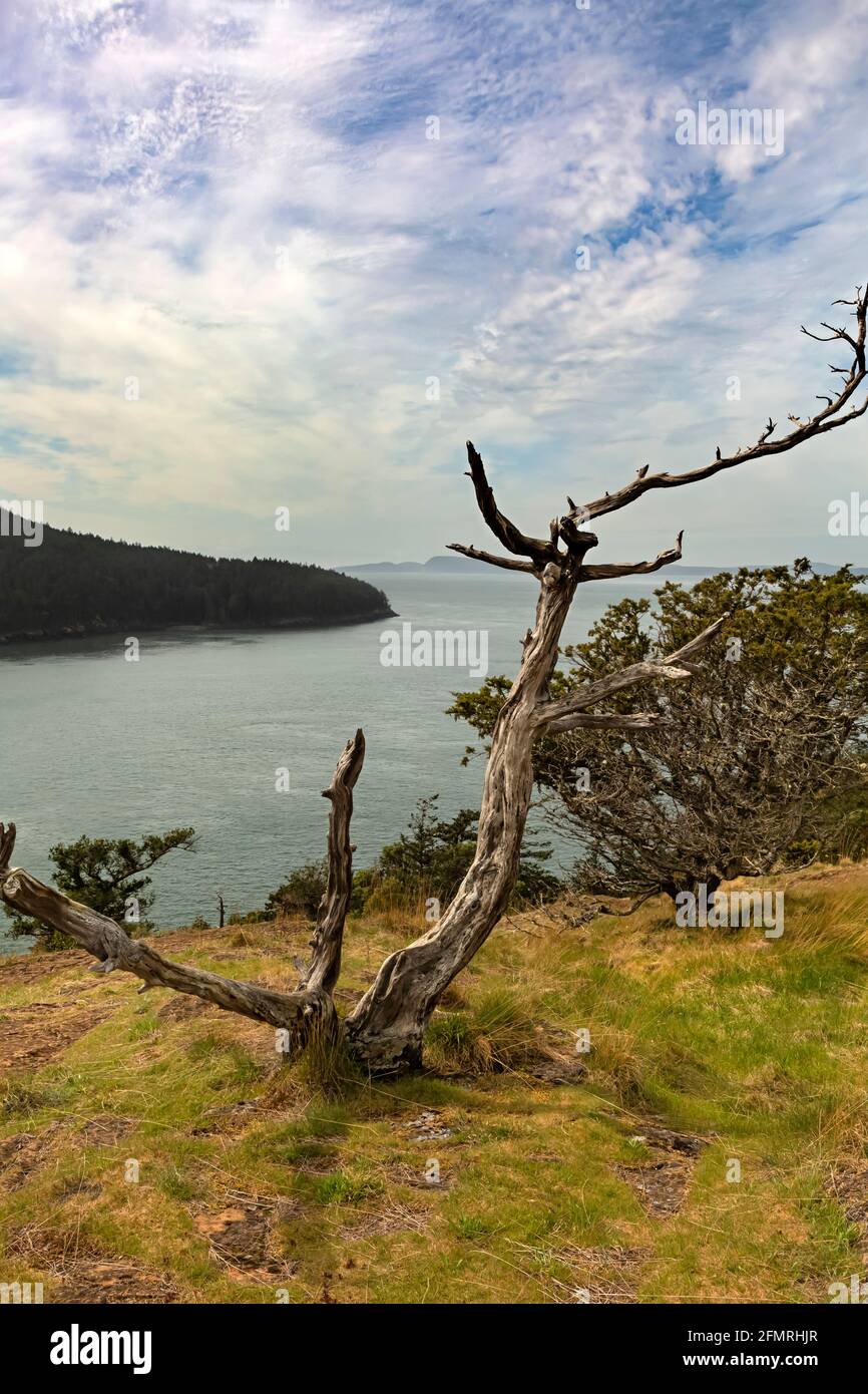 WA19577-00...WASHINGTON - Old Tree overlooking Burrows Pass situato lungo la Loop Road al Washington Park ad Anacortes. Foto Stock