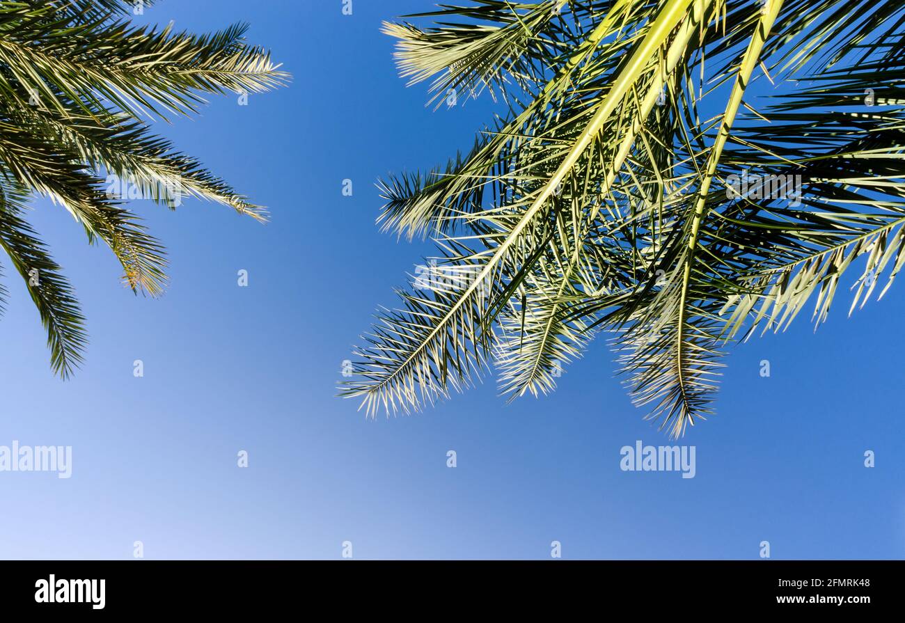 motivo tropicale alto palma modello su sfondo bianco Foto Stock