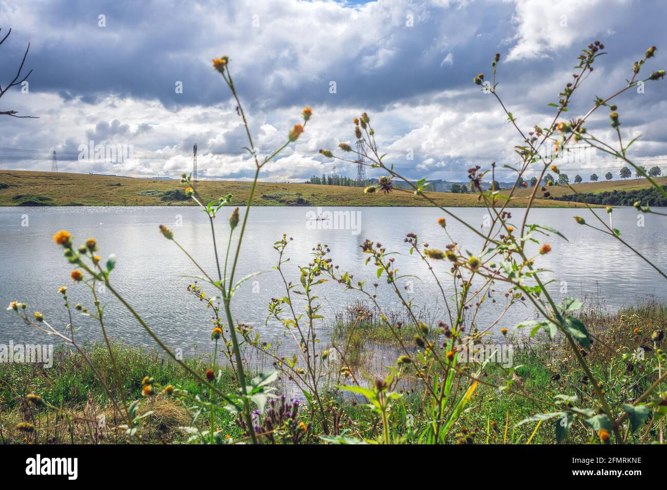 Fioritura Biden pilosa pianta che cresce vicino ad un lago con un uomo canoa in background, Sudafrica Foto Stock