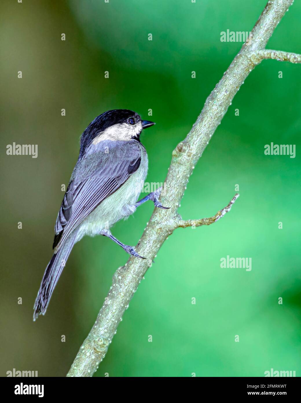 Chickadee nero-capped arroccato in albero Foto Stock